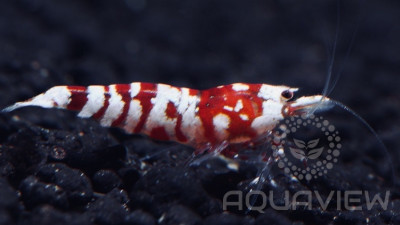 Red Fancy Tiger shrimp - medium grade
